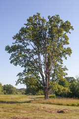 Obraz premium big old green oak tree on the meadow