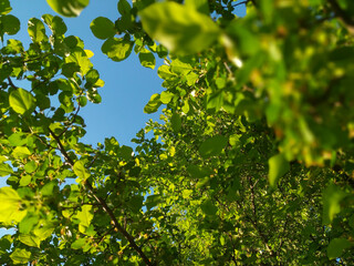 bakcground of green leaves on a sunny day