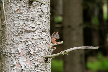 Eichhörnchen Zuschauer