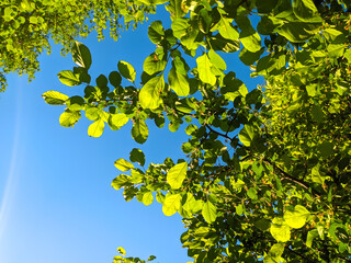 green leaves on blue sky background 