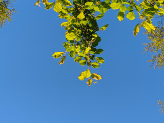 sky and branch with green yellow leaves in the summer