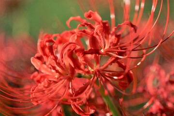 癒しの彼岸花（秋の花）