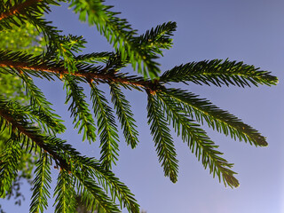 Fototapeta na wymiar Conifer branches with needles against the blue sky 
