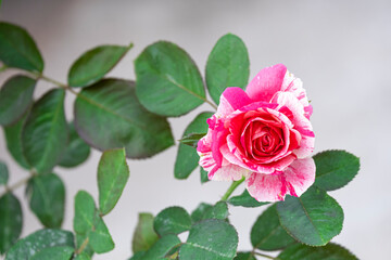 beauty soft pink and white rose multi petals abstract shape with green leaves in botany garden. symbol of love in valentine day. soft fragrant aroma flora.