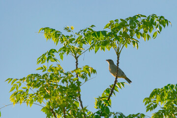 pequeño pájaro celeste claro posado en rama de paraíso