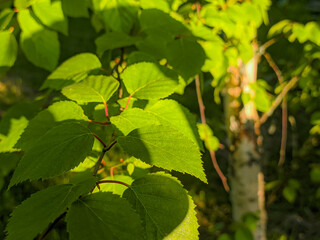 green leaves on a tree