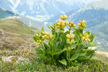 spottet yellow gentian in alpine landscape