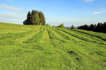 Landwirtschafltiche Mäharbeiten im Sommer in Bayern. Ein gemähtes Feld im Allgäu