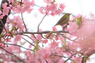 癒しの梅の花（初春の花）