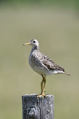Upland Sandpiper sits perched on a fence post in an agricultural field