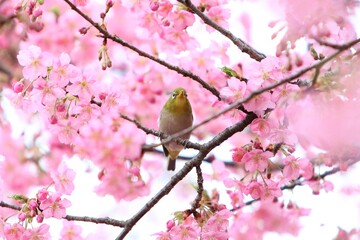 Fototapeta premium 癒しの梅の花（初春の花）