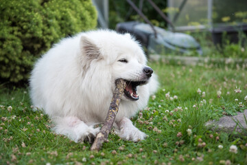 White Samoyed dog gnaws a wooden stick in the grass