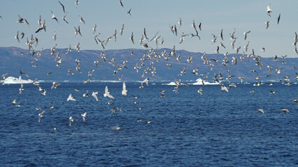 flock of seagulls in the icebergs, Ilulissat Icefjord, Illulissat, Greenland
