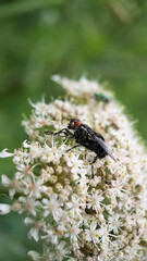 fly flower garden macro pollen
