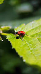 red black bug leaf macro