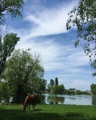 koń wieś jezioro drzewa krajobraz - obrazy, fototapety, plakaty