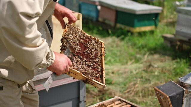 Apiarist holding frame with bees on blur hives background. Bees crawling on honey frame. Beekeeper examines bees on apiary.