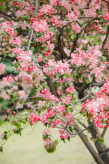 pink flowers in the garden