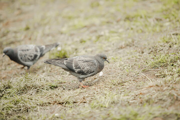 pigeon on the grass