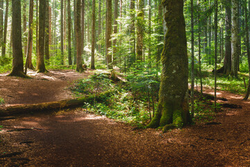 Fototapeta premium Path In dense green forest. The beautiful dense green forest with a variety of trees and plants on a mountain in summer.