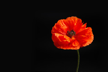 A single poppy on black background. Flower for war dead and veterans VJ day, November 11 and other remembrance days.