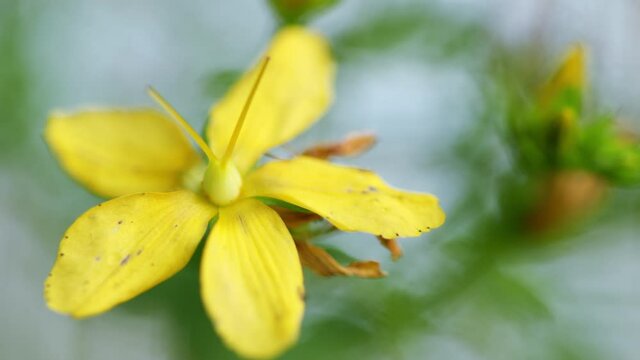 Hypericum perforatum, known as perforate st john's-wort. Yellow flowers of perforate st john's wort. Hypericaceae.