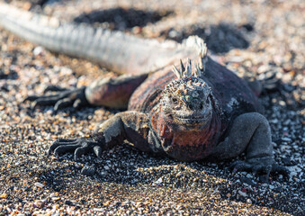 Galapagos marine iguana (Amblyrhynchus cristatus) portrait, Espanola island, Galapagos, Ecuador.