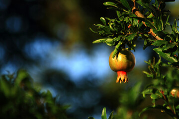 pomegranate  on tree