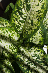 green leaves background