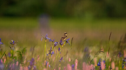 Braunkehlchen in einer gesch&uuml;tzten Blumenwiese