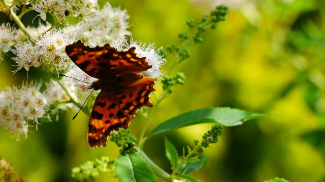 Polygonia butterfly eats nectar on a white flower..
