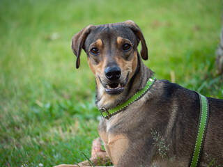 Happy Mongrel Dog Lying in the Green Grass of the Park in Medellin, Colombia