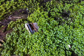 Typewriter in Weeds