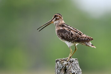 Wilson's Snipe sits perched on a fence post in an agricultural field