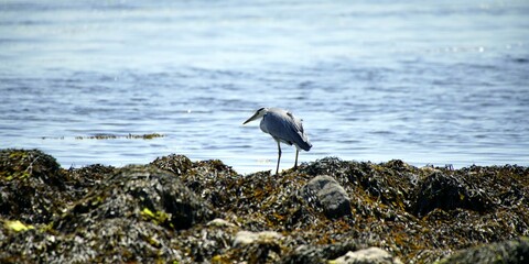 great heron