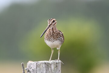 Wilson's Snipe sits perched on a fence post in an agricultural field