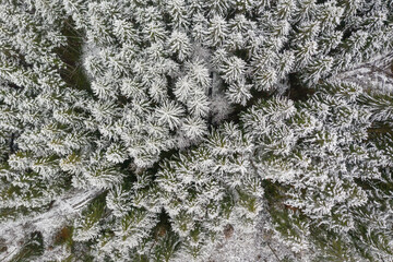 Winter forest as top down shot, straight from above the view at the white treetops divided by a country road in the diagonal center.
