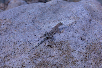 Lizard on a rock slab
