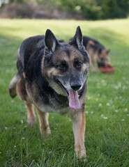 german shepherd dog