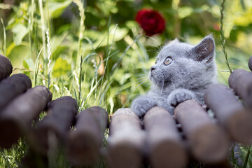 Britisch Kurzhaar Katzen Kitten Katzenbaby