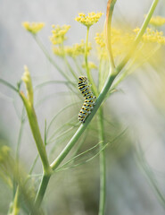 caterpillar in dill blooms