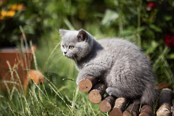 Britisch Kurzhaar Katzen Kitten Katzenbaby