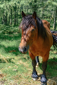 vertical photo close-up front of a brown horse with manes and black feet that looks at the photographer from the front. On horseback he leaves the forest towards the camera slowly looking straight ahe