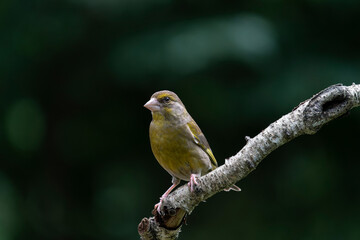 European greenfinch (Chloris chloris) sitting on abranch in the forest of Noord Brabant in the Netherlands .                                                                                        