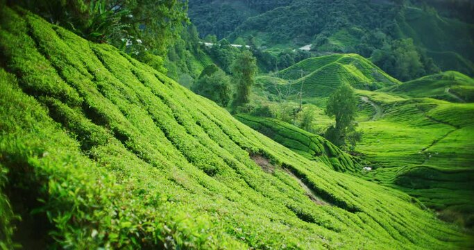 Panning Shot Of A Tea Plantation With Morning Light In The Cameron Highlands, Malaysia