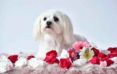 small white dog on a pink rug with flowers
