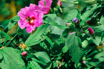 wasp and huge bee taking pollen of purple flower for honey 