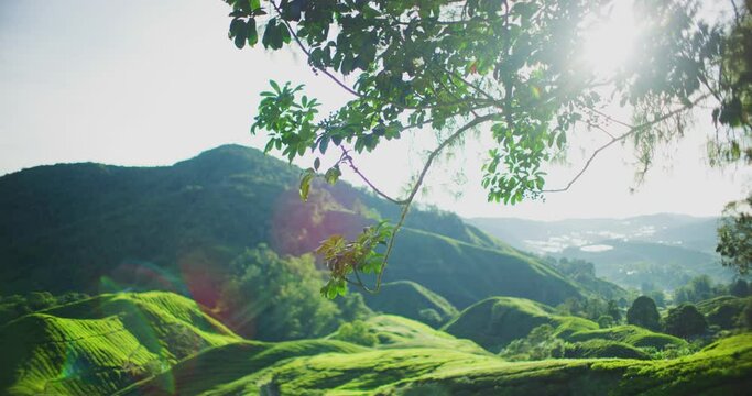 Tea Plantation With Morning Light In The Cameron Highlands, Malaysia