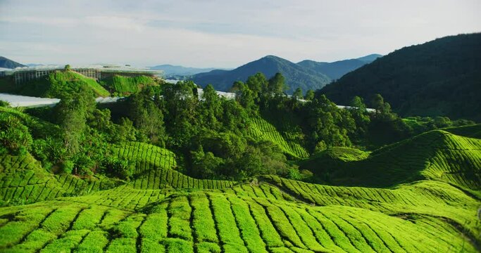 Tea Plantation With Morning Light In The Cameron Highlands, Malaysia