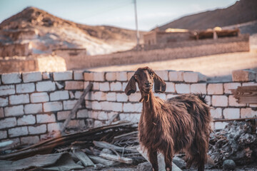 A funny and cute dark brown Bedouin domestic goat stands and looks against the backdrop of the Sinai Desert and red sandy rocks. In a Bedouin village in Egypt. Ruined or unfinished white brick house.
